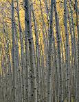 Aspen Flames