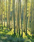 Aspen Aglow