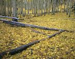 Aspen Carpet