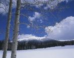 Big Snow and Aspens