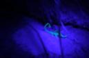 Scorpion in the Black Light
