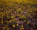 Flower Field - Roger's Lake