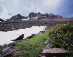 Wildflowers and Snow Patch
