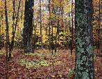 Letchworth Autumn